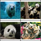 Jegesmedve, koala, panda