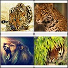 Geprd, jagur, oroszln, tigris